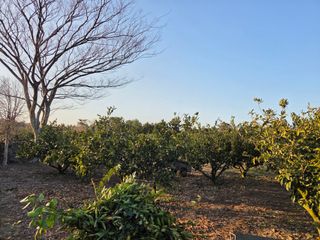 산방자연농원님의 귤 · 영농일지 작성글 사진