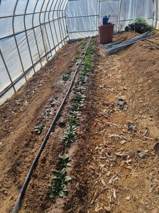 심기섭님의 기타작물 · 영농일지 작성글 사진