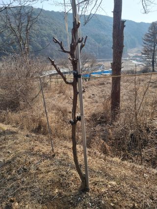 심기섭님의 기타작물 · 영농일지 작성글 사진