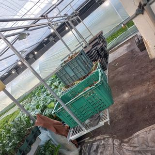 두릅나무15847님의 기타작물 · 영농일지 작성글 사진