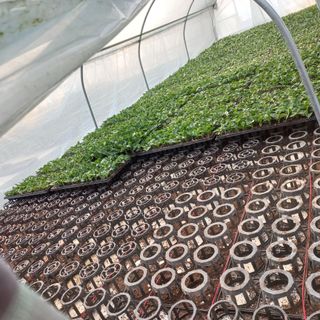 두릅나무15847님의 기타작물 · 영농일지 작성글 사진