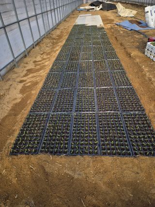 노나라138님의 고추 · 영농일지 작성글 사진