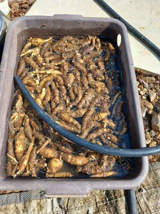 땅콩맘님의 감자 · 영농일지 작성글 사진