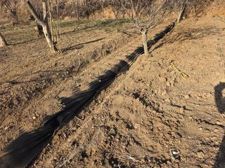 조영훈님의 감자 · 영농일지 작성글 사진