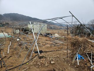 왜목 김진규님의 고추 · 영농일지 작성글 사진