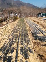 팜모닝 마늘·영농일지 게시글 이미지