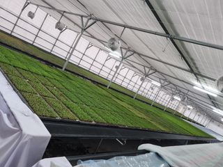 이명숙님의 고추 · 영농일지 작성글 사진