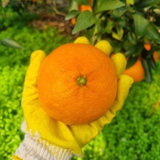 은동이님의 귤 · 영농일지 작성글 사진