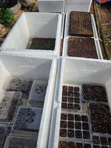 팜모닝 고추·영농일지 게시글 이미지