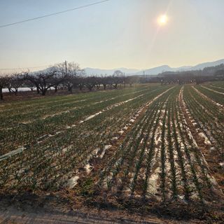 김상원 님의 기타작물 · 영농일지 작성글 사진