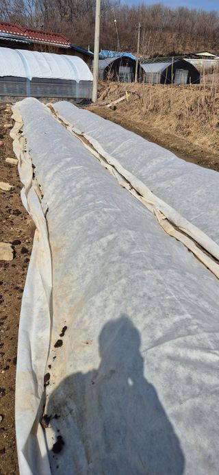 창공 귀농귀촌 초보님의 옥수수 · 영농일지 작성글 사진