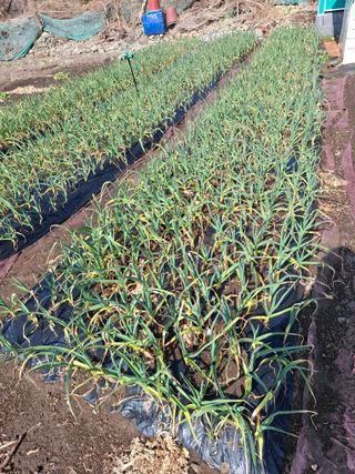 김한일(유랑자)님의 마늘 · 영농일지 작성글 사진