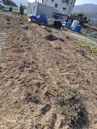 덕포킴님의 고구마 · 영농일지 작성글 사진