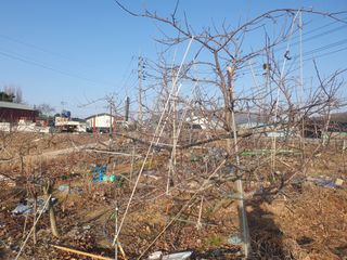 엄기덕님의 기타작물 · 영농일지 작성글 사진