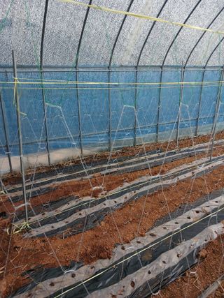 김영경님의 기타작물 · 영농일지 작성글 사진