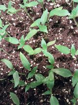 팜모닝 고추·영농일지 게시글 이미지