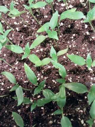 미성농장님의 고추 · 영농일지 작성글 사진