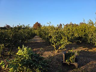 산방자연농원님의 귤 · 영농일지 작성글 사진