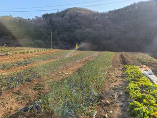 이영철님의 마늘 · 영농일지 작성글 사진