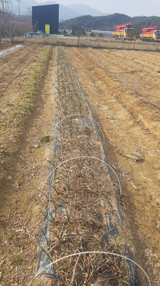 최춘득 청대산 님의 옥수수 · 영농일지 작성글 사진