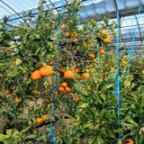 팜모닝 귤·영농일지 게시글 이미지