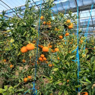 은동이님의 귤 · 영농일지 작성글 사진