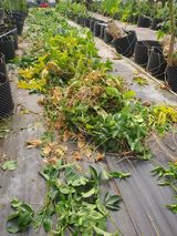 팜모닝 기타작물·영농일지 게시글 이미지