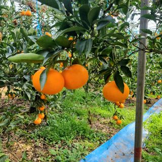 은동이님의 귤 · 영농일지 작성글 사진