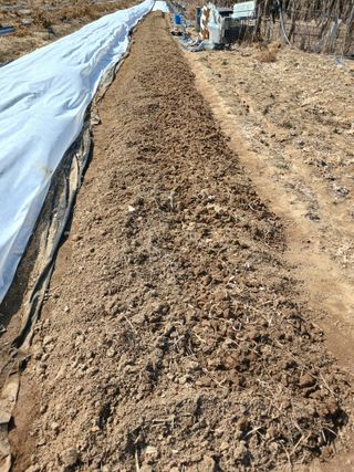 땅콩맘님의 감자 · 영농일지 작성글 사진