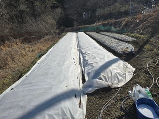 김대기님의 마늘 · 영농일지 작성글 사진