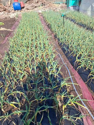 김한일(유랑자)님의 마늘 · 영농일지 작성글 사진