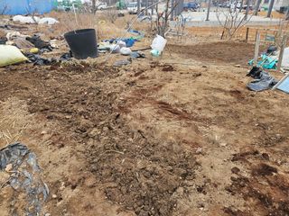 왜목 김진규님의 고추 · 영농일지 작성글 사진