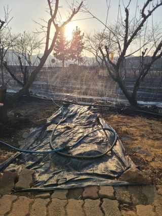 만청님의 딸기 · 영농일지 작성글 사진