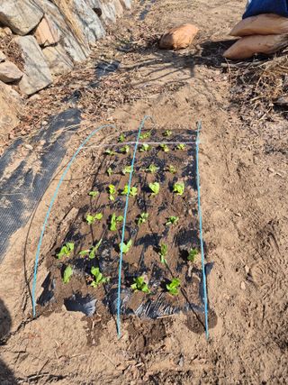 김기탁님의 상추 · 영농일지 작성글 사진