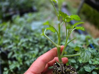 늘햇살팜 님의 기타작물 · 영농일지 작성글 사진