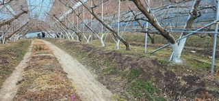 달맛햇복숭아농원님의 복숭아 · 영농일지 작성글 사진