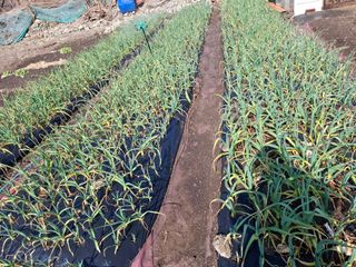 김한일(유랑자)님의 마늘 · 영농일지 작성글 사진