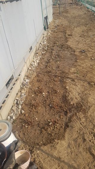 최춘득 청대산 님의 옥수수 · 영농일지 작성글 사진