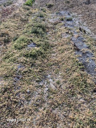 덕포킴님의 고구마 · 영농일지 작성글 사진