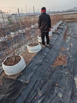 팜모닝 블루베리·영농일지 게시글 이미지