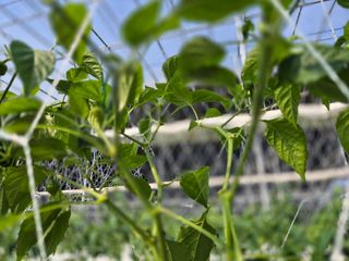 늘햇살팜 님의 기타작물 · 영농일지 작성글 사진