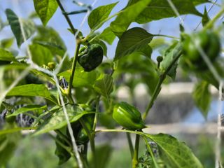 늘햇살팜 님의 기타작물 · 영농일지 작성글 사진