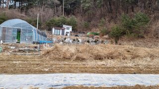 두원리 산막골농부님의 고추 · 영농일지 작성글 사진