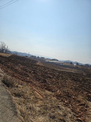 정진명님의 감자 · 영농일지 작성글 사진