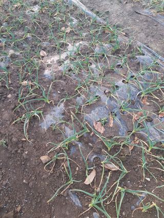 옥천서화농님의 마늘 · 영농일지 작성글 사진