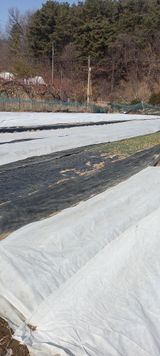 팜모닝 마늘·영농일지 게시글 이미지