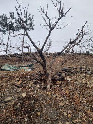 김용대님의 감 · 영농일지 작성글 사진