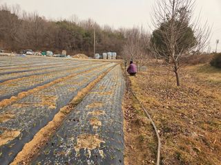 김정은님의 마늘 · 영농일지 작성글 사진