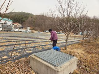 김정은님의 마늘 · 영농일지 작성글 사진
