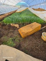 팜모닝 기타작물·영농일지 게시글 이미지